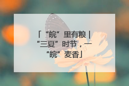 “皖”里有粮｜“三夏”时节，一“皖”麦香