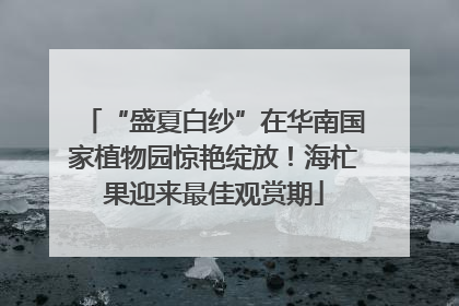 “盛夏白纱”在华南国家植物园惊艳绽放！海杧果迎来最佳观赏期