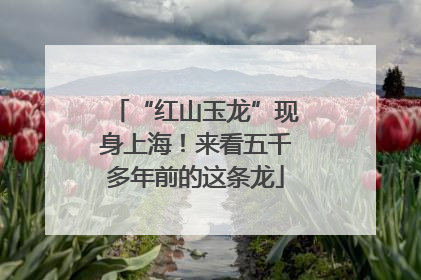 “红山玉龙”现身上海！来看五千多年前的这条龙