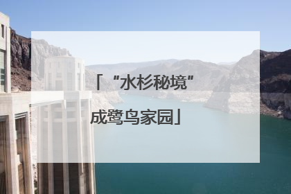 “水杉秘境”成鹭鸟家园