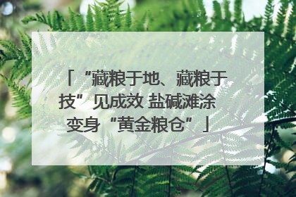 “藏粮于地、藏粮于技”见成效 盐碱滩涂变身“黄金粮仓”