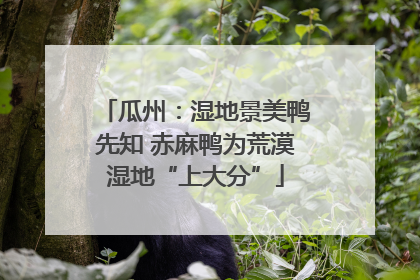 瓜州：湿地景美鸭先知 赤麻鸭为荒漠湿地“上大分”