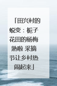 田兴村的蜕变：栀子花田的杨梅熟啦 采摘节让乡村热闹起来