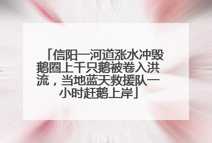 信阳一河道涨水冲毁鹅圈上千只鹅被卷入洪流，当地蓝天救援队一小时赶鹅上岸