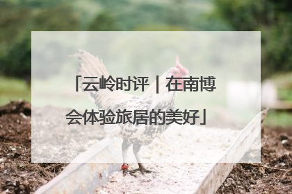 云岭时评｜在南博会体验旅居的美好