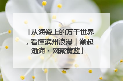 从海瓷上的万千世界，看懂滨州浪漫｜潮起渤海・网聚黄蓝