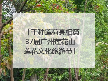 千种莲荷亮相第37届广州莲花山莲花文化旅游节
