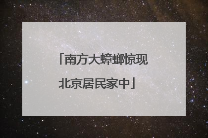 南方大蟑螂惊现北京居民家中