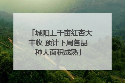 城阳上千亩红杏大丰收 预计下周各品种大面积成熟