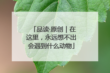 品读·原创｜在这里，永远想不出会遇到什么动物