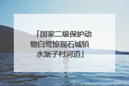 国家二级保护动物白鹭惊现石城镇水堡子村河道
