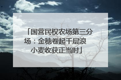 国营民权农场第三分场：金穗卷起千层浪 小麦收获正当时