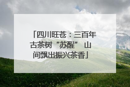 四川旺苍：三百年古茶树“苏醒” 山间飘出振兴茶香
