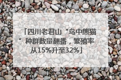 四川老君山“鸟中熊猫”种群数量翻番，繁殖率从15%升至32%