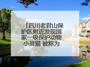 四川老君山保护区附近发现国家一级保护动物小灵猫 被称为“生态试纸”