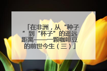 在非洲，从“种子”到“杯子”的遥远距离——一颗咖啡豆的前世今生（三）