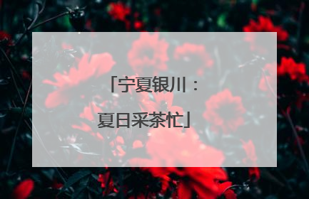 宁夏银川：夏日采茶忙