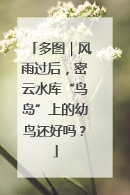 多图｜风雨过后，密云水库“鸟岛”上的幼鸟还好吗？