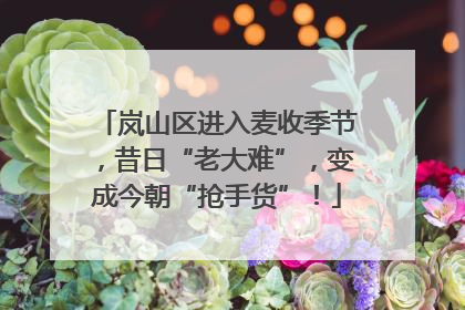 岚山区进入麦收季节，昔日“老大难”，变成今朝“抢手货”！
