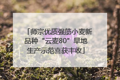 师宗优质强筋小麦新品种“云麦80”旱地生产示范喜获丰收