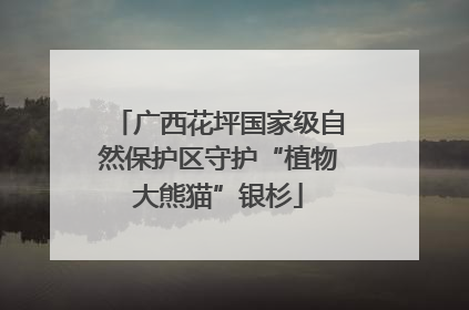 广西花坪国家级自然保护区守护“植物大熊猫”银杉