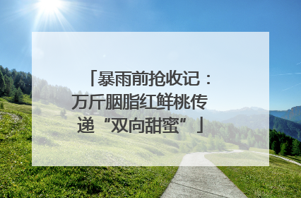 暴雨前抢收记：万斤胭脂红鲜桃传递“双向甜蜜”