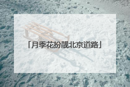 月季花扮靓北京道路