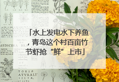 水上发电水下养鱼，青岛这个村百亩竹节虾抢“鲜”上市