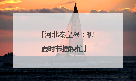 河北秦皇岛：初夏时节插秧忙