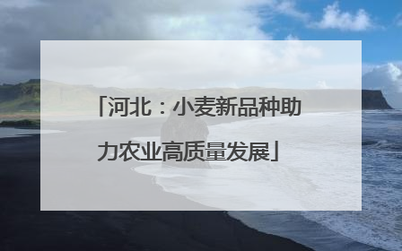 河北：小麦新品种助力农业高质量发展