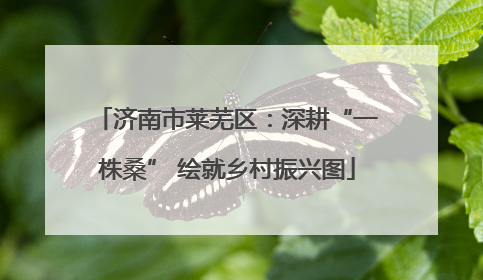 济南市莱芜区：深耕“一株桑” 绘就乡村振兴图