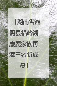 湖南省湘阴县横岭湖麋鹿家族再添三名新成员