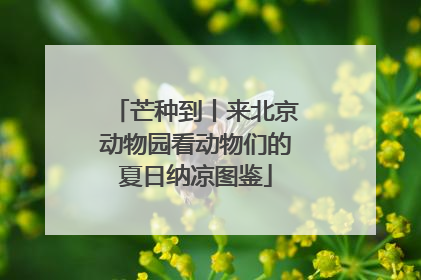芒种到丨来北京动物园看动物们的夏日纳凉图鉴