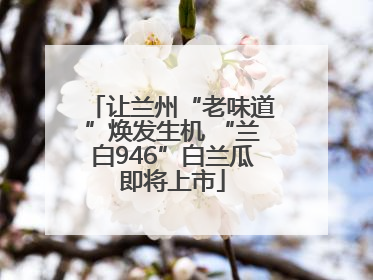 让兰州“老味道”焕发生机 “兰白946”白兰瓜即将上市
