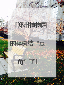 郑州植物园的梓树结“豆角”了