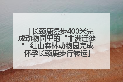长颈鹿漫步400米完成动物园里的“非洲迁徙” 红山森林动物园完成怀孕长颈鹿步行转运