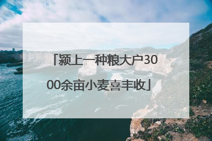 颍上一种粮大户3000余亩小麦喜丰收