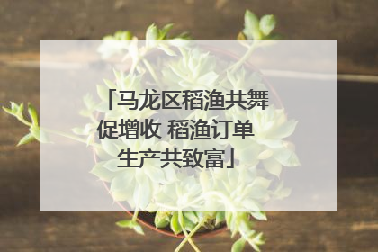 马龙区稻渔共舞促增收 稻渔订单生产共致富