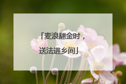 麦浪翻金时，送法进乡间