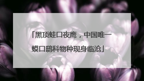 黑顶蛙口夜鹰，中国唯一蟆口鸱科物种现身临沧
