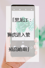 黑龙江：狮虎进入繁殖高峰期