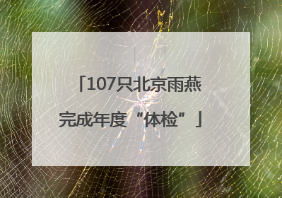 107只北京雨燕完成年度“体检”